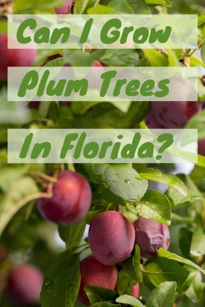 Can You Grow A Plum Tree In Florida? Fl Gardening
