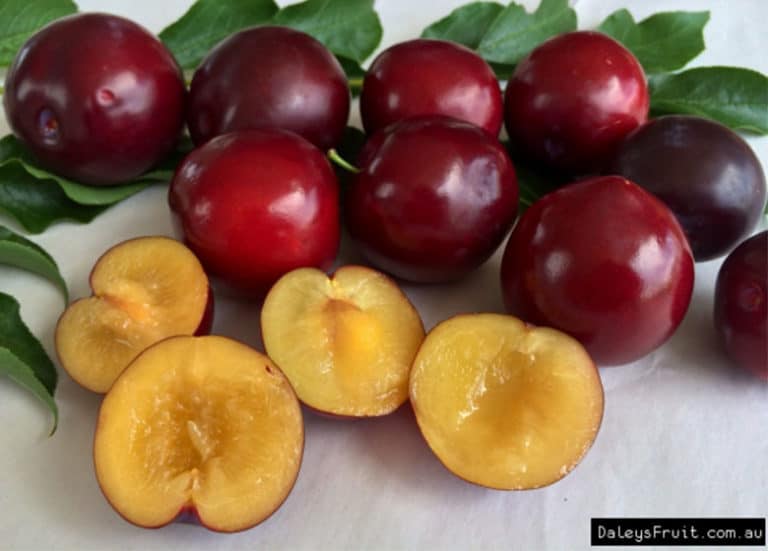 Can You Grow A Plum Tree In Florida? Fl Gardening