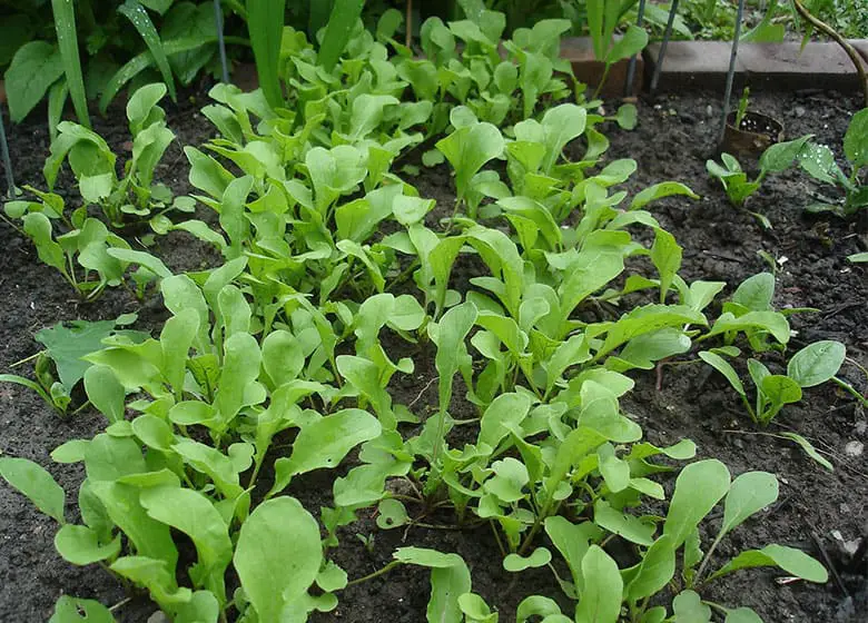 Arugula