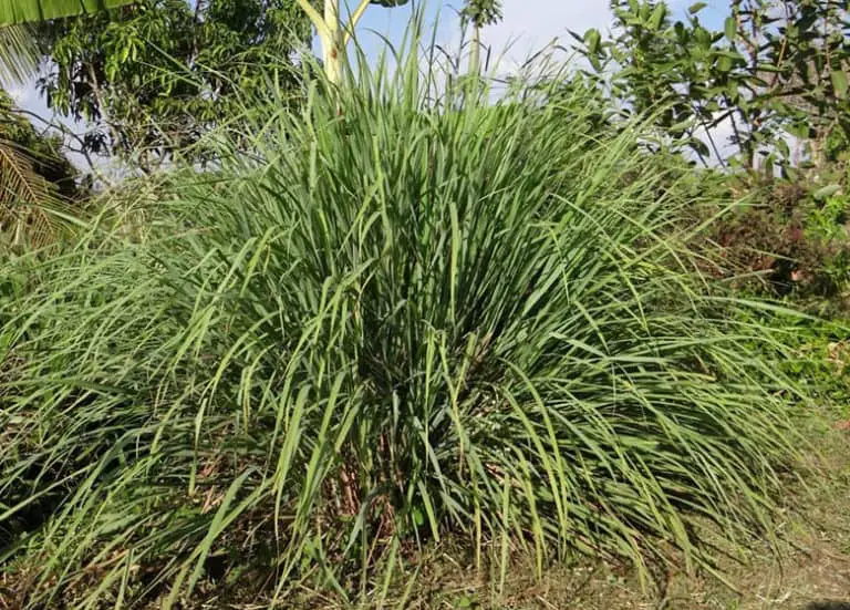 Best Ornamental Grasses To Grow In Florida Fl Gardening