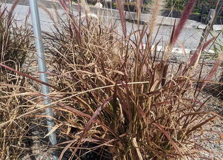 Best Ornamental Grasses To Grow In Florida Fl Gardening