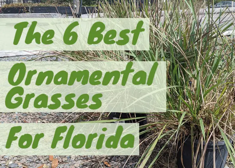 Growing Coleus in Florida Fl Gardening