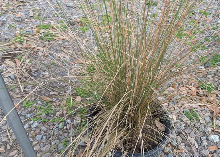 Best Ornamental Grasses To Grow In Florida Fl Gardening