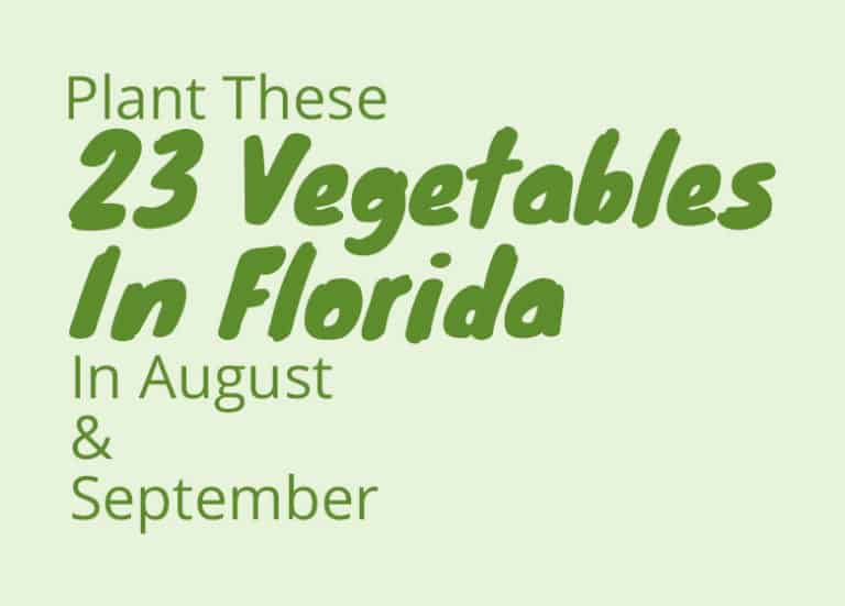 Plant these 23 Vegetables in August and September In Florida