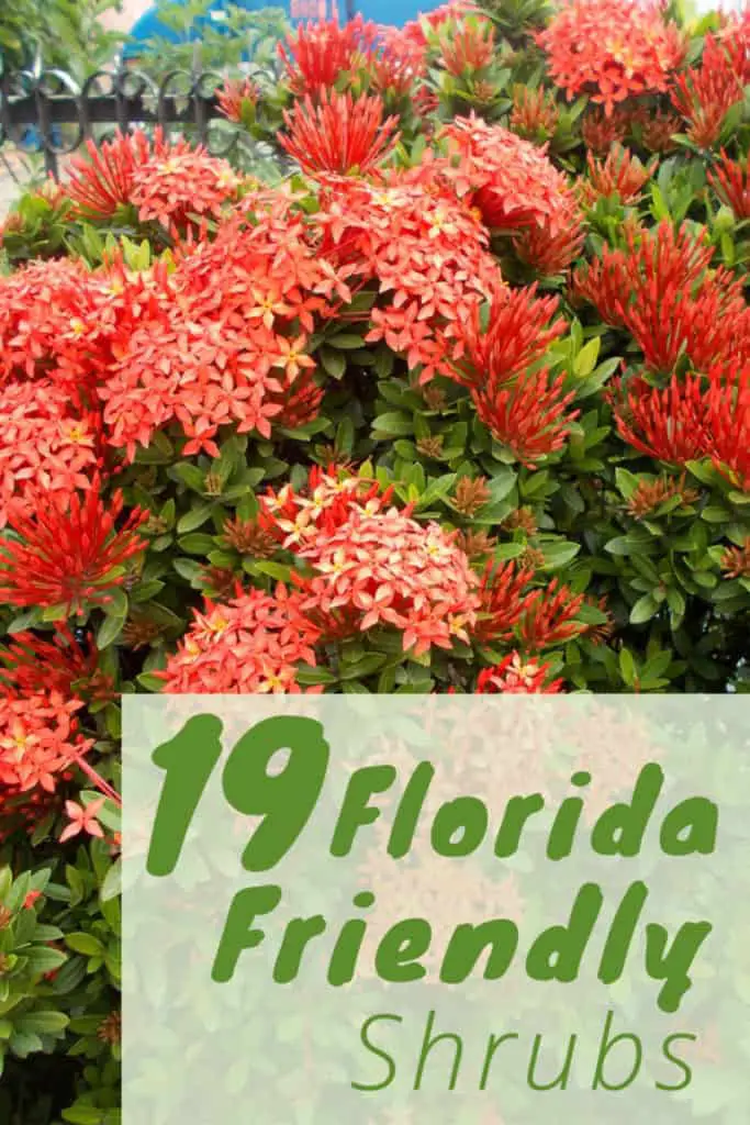 Best Shrubs to Grow in Florida Fl Gardening