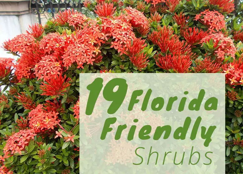 Aménagement paysager d'arbustes en Floride