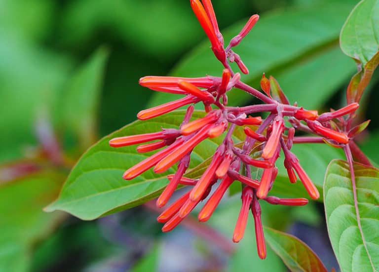 Best Florida Plants for Honeybees Fl Gardening