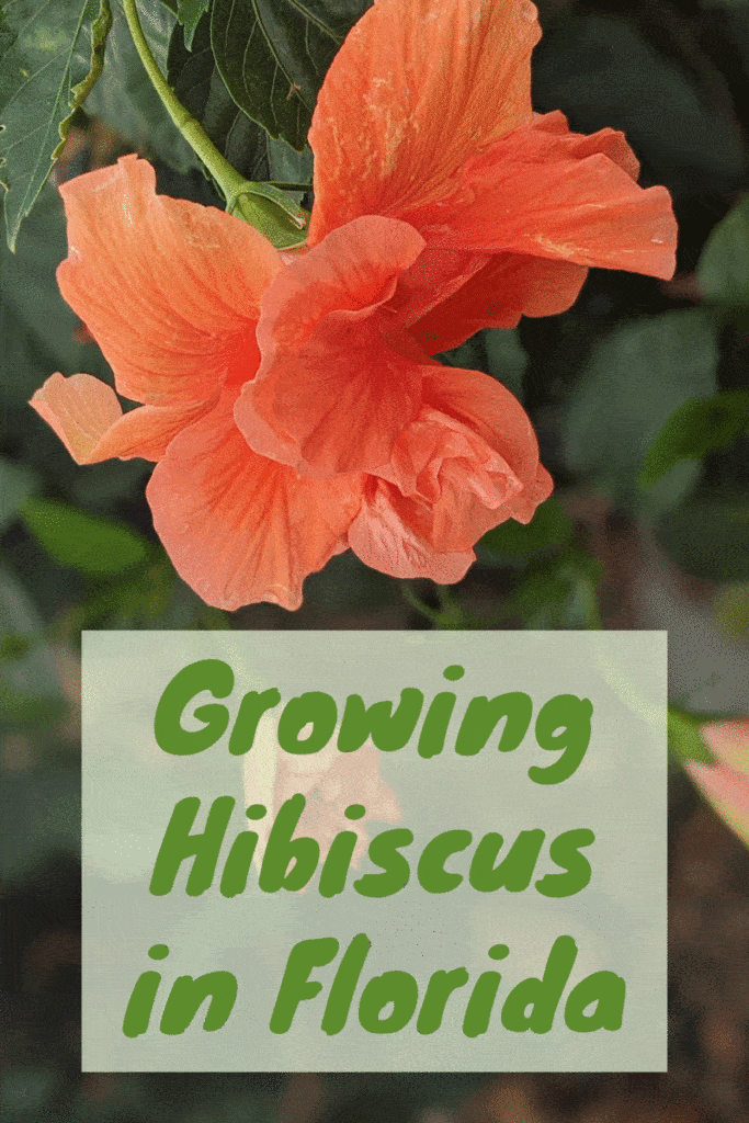 How To Grow Hibiscus in Florida Fl Gardening