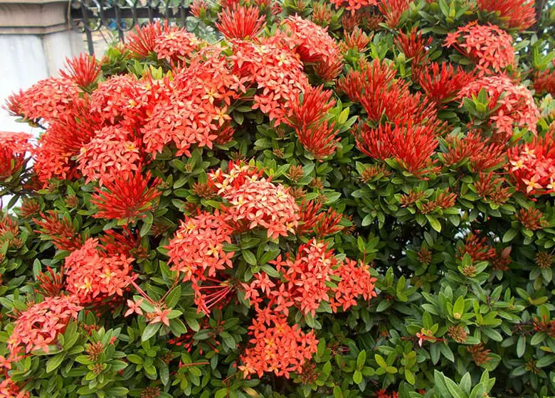 The Best Shrubs To Grow In Florida 19, Central Florida Landscape Plants
