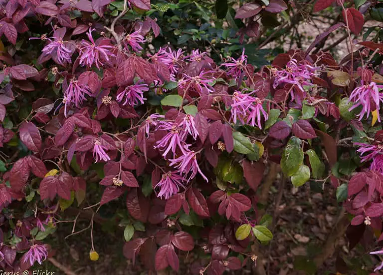 Best Shrubs to Grow in Florida Fl Gardening