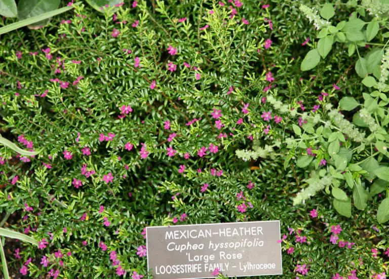 Best Plants To Attract Butterflies In Florida Fl Gardening