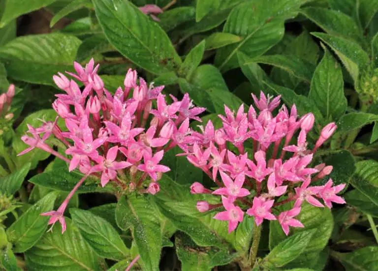 Flowers that Bloom YearRound in Florida Fl Gardening