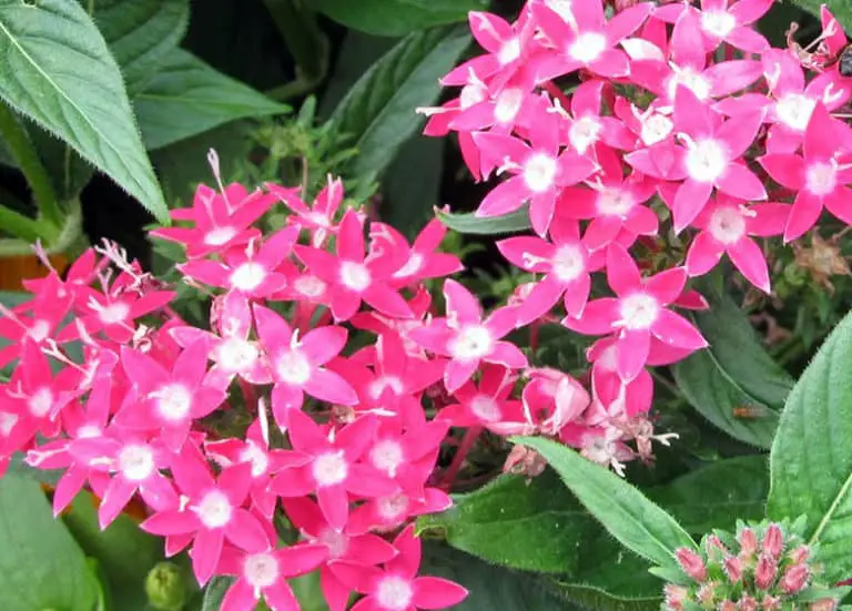 Best Plants To Attract Butterflies In Florida Fl Gardening