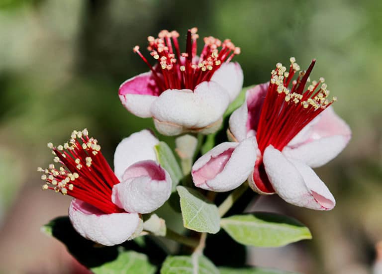 Best Shrubs to Grow in Florida Fl Gardening