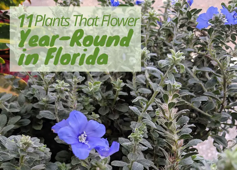 Flowers that Bloom Year-Round in Florida