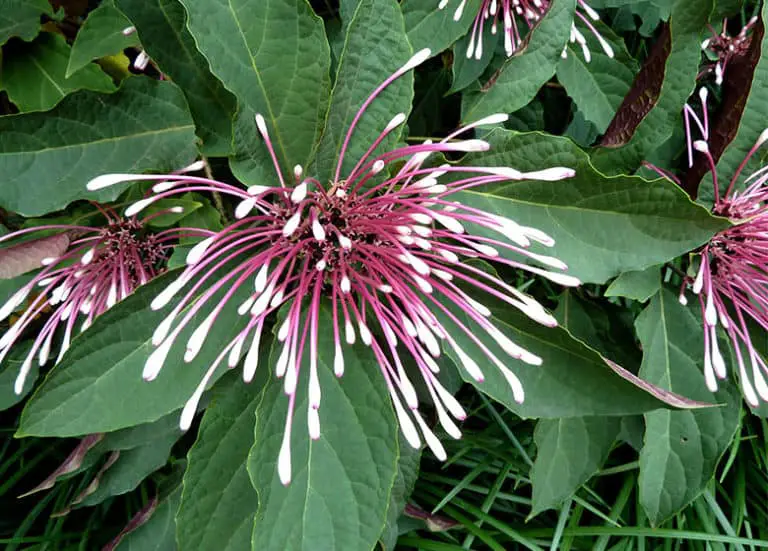 Best Shrubs to Grow in Florida Fl Gardening