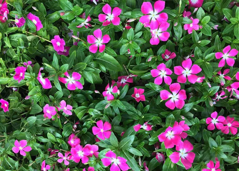 Flowers that Bloom YearRound in Florida Fl Gardening