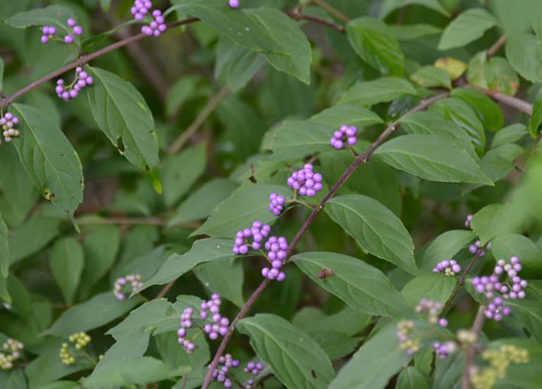 Best Shrubs to Grow in Florida Fl Gardening