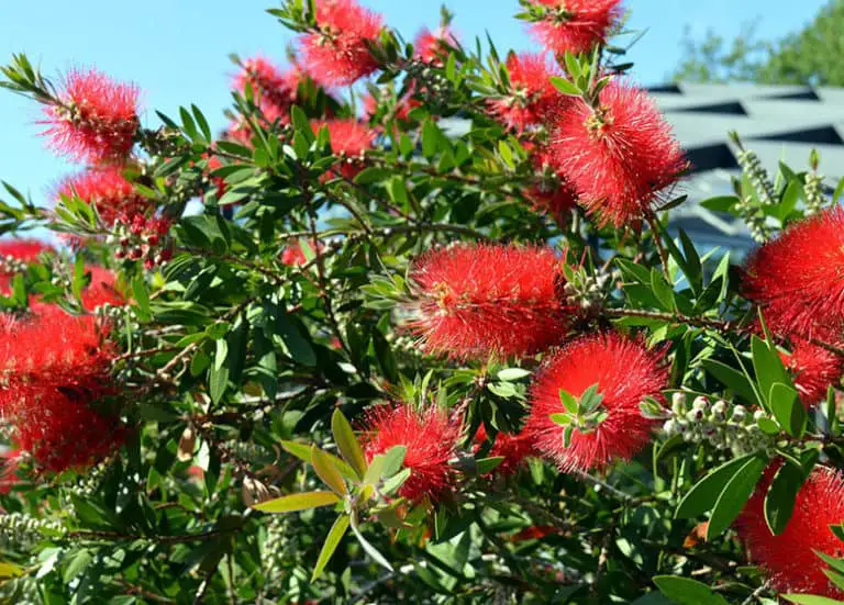 Best Plants To Attract Butterflies In Florida Fl Gardening