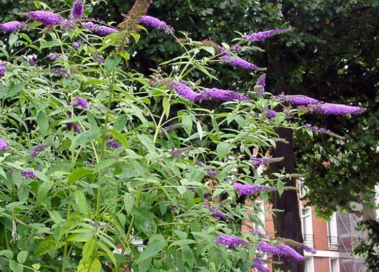 Best Plants To Attract Butterflies In Florida Fl Gardening