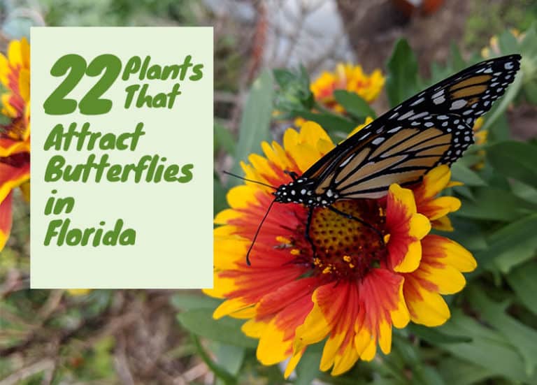 Best Plants To Attract Butterflies In Florida Fl Gardening