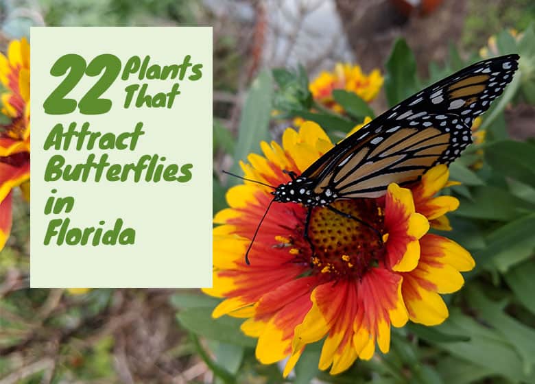 22 Plants That Attract Butterflies In Florida Florida Butterfly Gardening 101