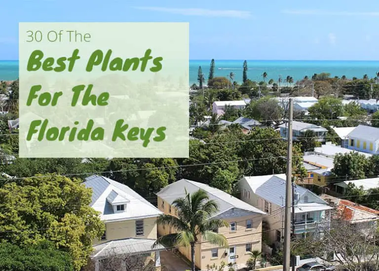 Best Plants for the Florida Keys Fl Gardening
