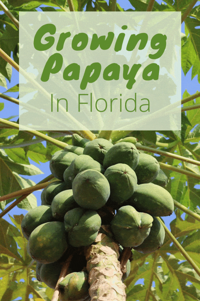Growing Papaya in Florida Fl Gardening