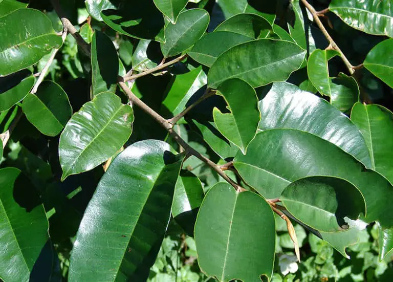 Best Plants for the Florida Keys Fl Gardening