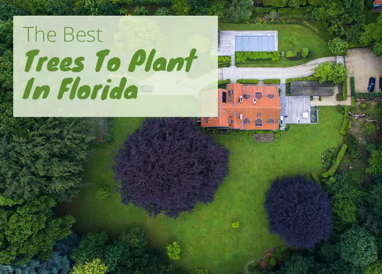 The Best Trees To Plant In Florida, Common Landscaping Trees In Florida
