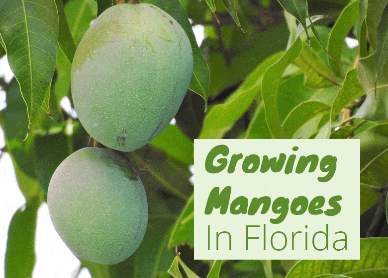grow-mangoes-in-florida