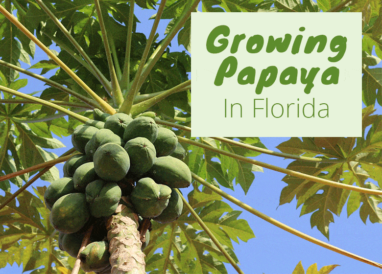 Papayas Florida mevali daraxtlari
