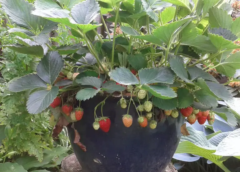 How To Grow Strawberries in Florida Fl Gardening