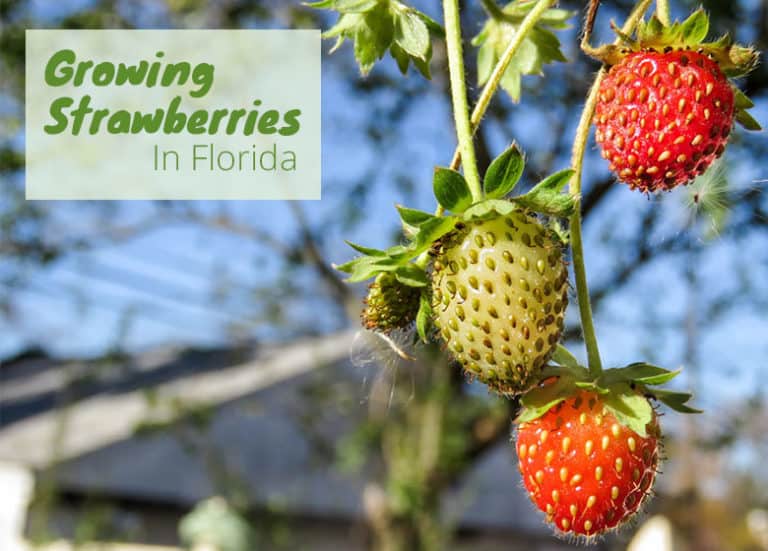 How To Grow Strawberries in Florida Fl Gardening