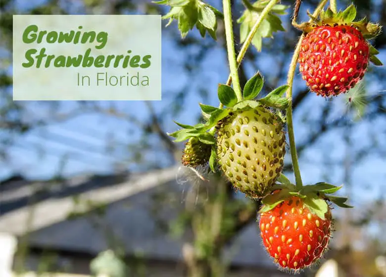 growing-strawberries-in-florida