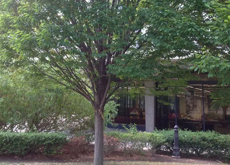 Common Trees In Central Florida