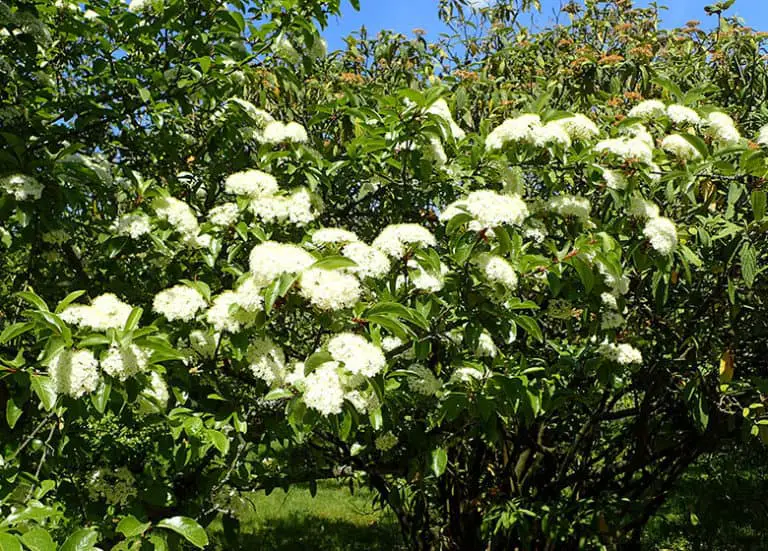 The Best Trees to Plant in Florida Fl Gardening