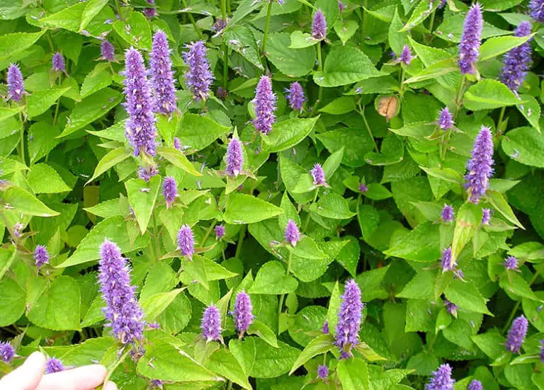 Best Florida Plants for Honeybees Fl Gardening