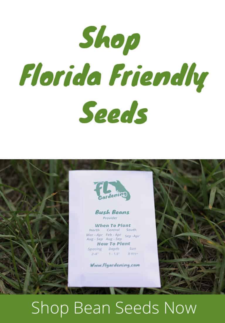 Best Beans To Grow In Florida Fl Gardening