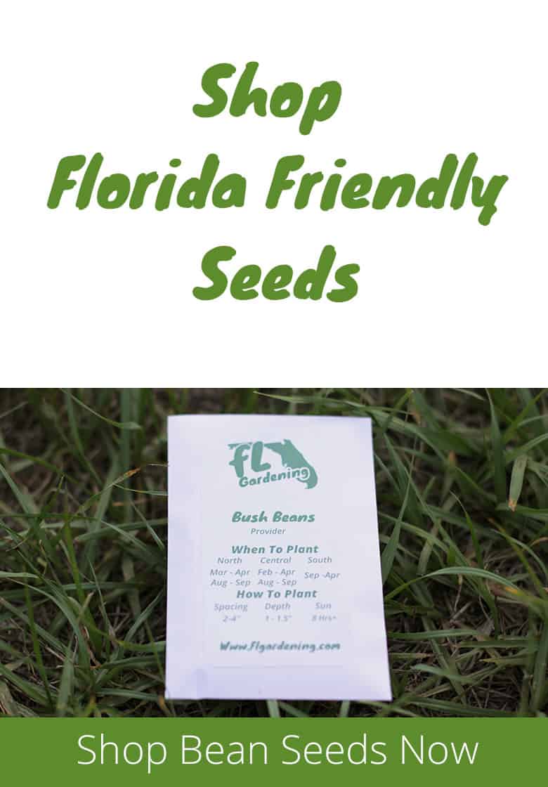 Best Beans To Grow In Florida Fl Gardening