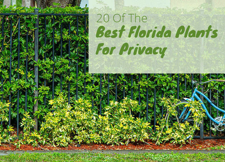 Best Plants To Grow For Privacy In Florida 20 Easy - Best Time To Plant A Garden In South Florida