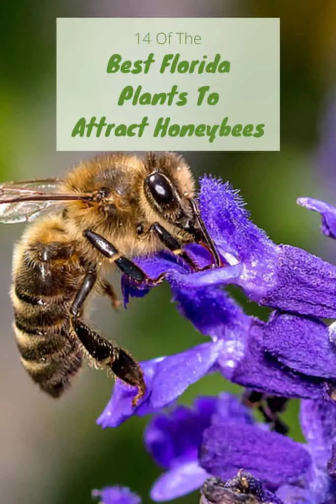Best Florida Plants for Honeybees 14 easy to grow flowering plants