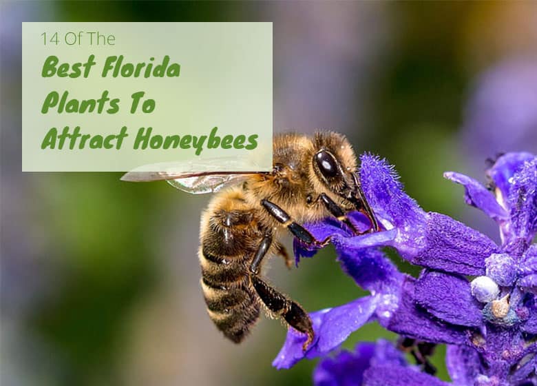 Best Florida Plants for Honeybees | FL Gardening (2022)