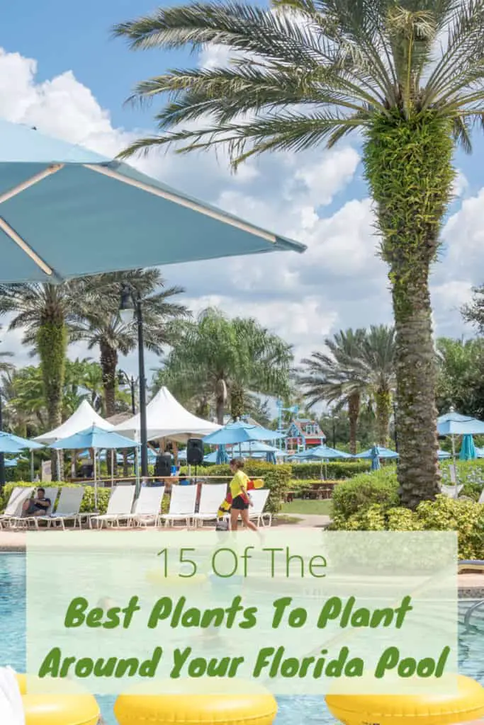 Best Plants to Plant around Your Florida Pool Fl Gardening