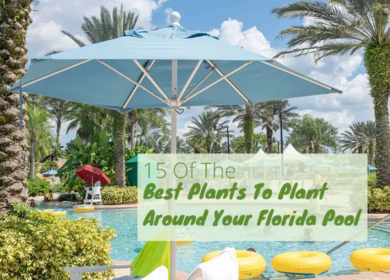 Best Plants To Plant Around Your Florida Pool  Worry Free Plants - Potted Plants Around Pool Full Sun