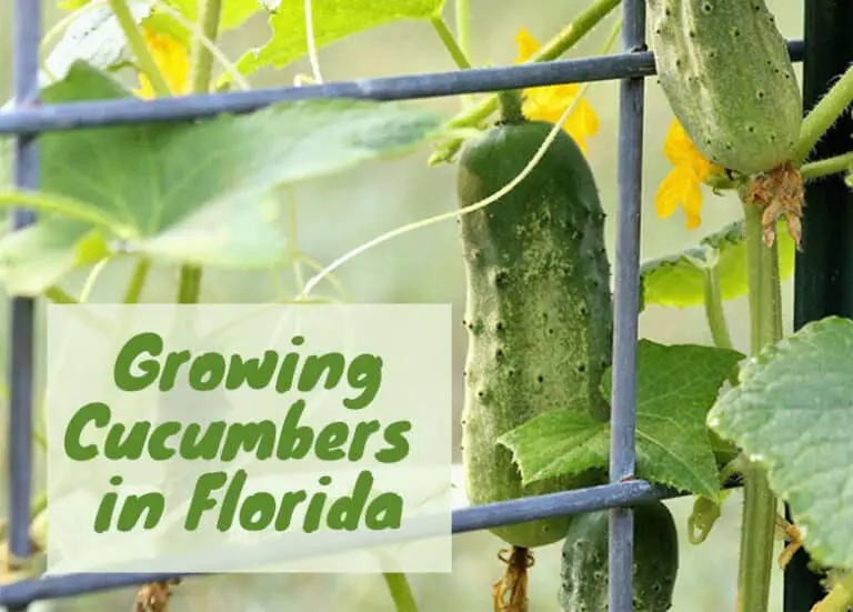 The Ultimate Guide To Growing Cucumbers In Florida Fl Gardening