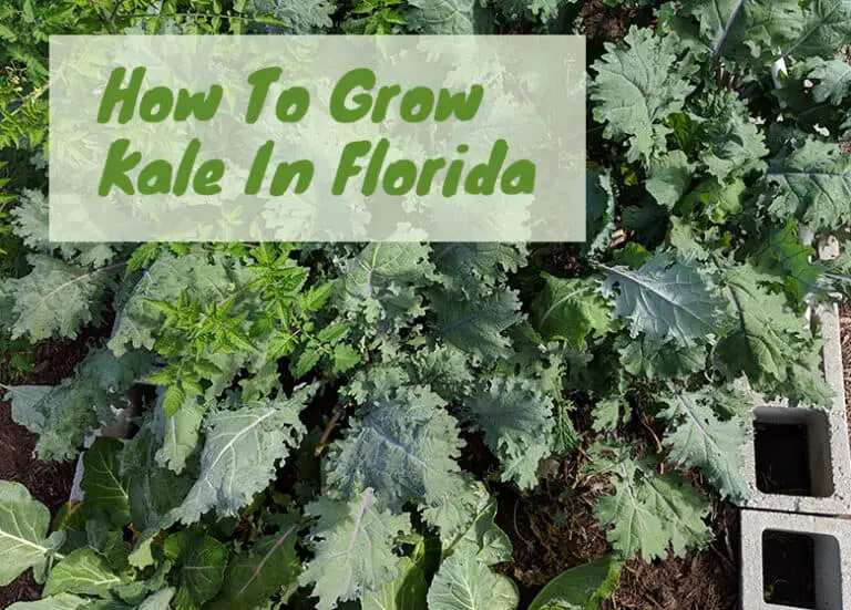 How To Grow Kale In Florida at Devon Vasquez blog