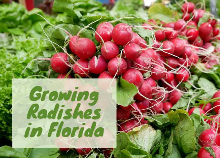 Can You Grow Radishes in Florida? Fl Gardening