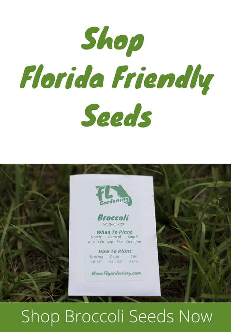 Does Broccoli Grow In Florida? Fl Gardening