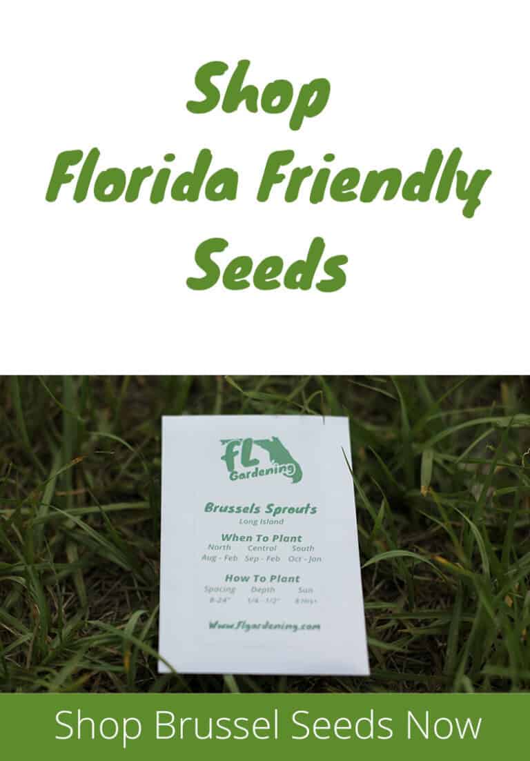 Can We Grow Brussels Sprouts In Florida? Fl Gardening